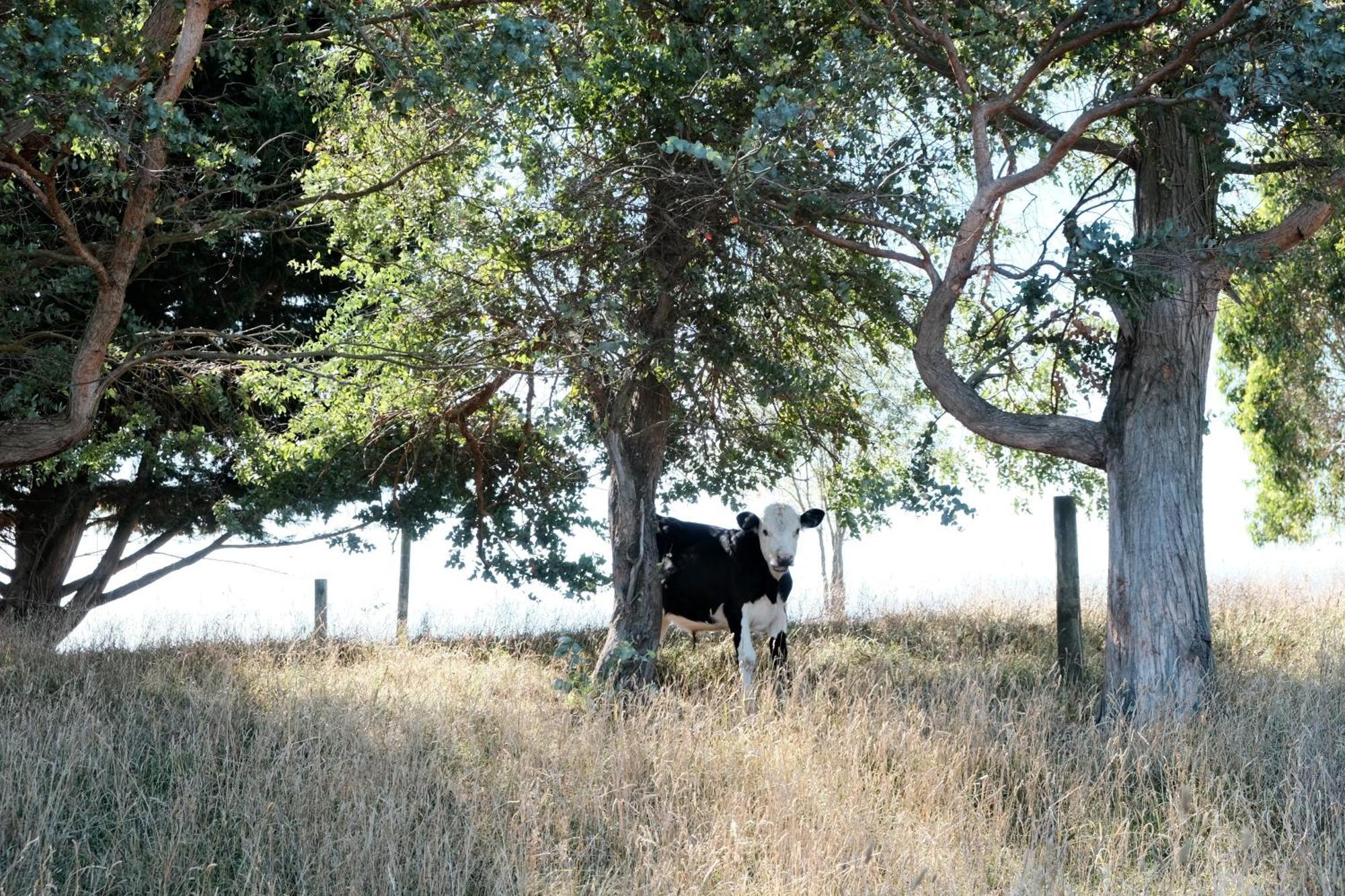 A Cabin With A Big View, Comfort And Tranquility, Close To Vines Martinborough Esterno foto